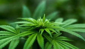 Cannabis avhengighet